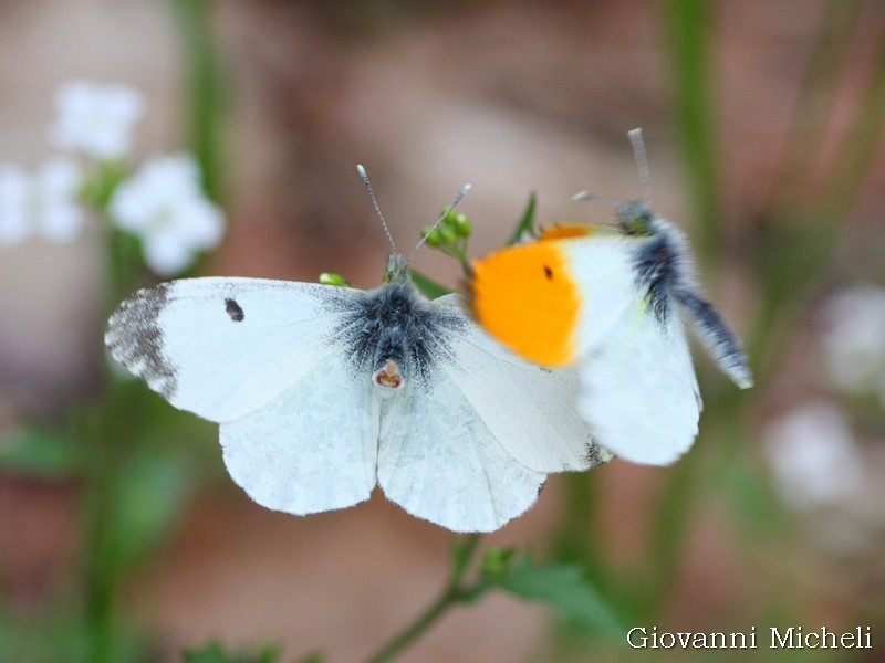 Anthocharis cardamines